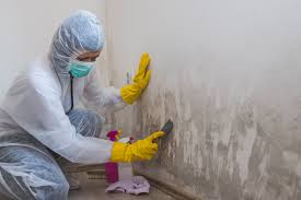 Best Mold Prevention Services  in Shasta Lake, CA